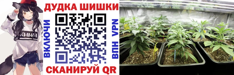 Конопля семена  Купить где  Поворино 